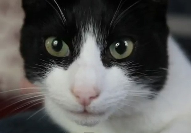 Gato 'Merlin' faz barulhos equivalentes à serra elétrica e metrô (Foto: Reprodução)