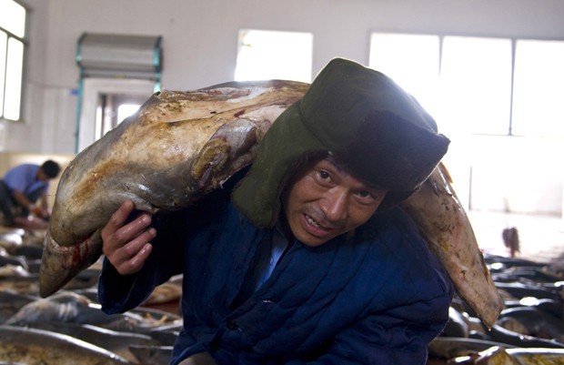  Funcionário carrega tubarão abatido em fábrica de processamento de tubarões (Foto: CHINA OUT/AFP Photo)