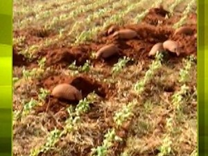 Tatus atacam plantação de soja (Foto: Reprodução/TV Anhanguera)