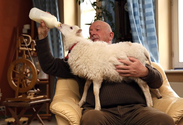 Wolfgang Grensens alimenta cordeiro com mamadeira. (Foto: Ulrich Perrey/AFP)