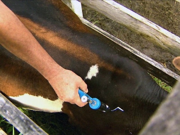 febre aftosa (Foto: Reprodução/Globo Rural)