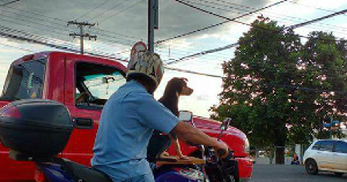 G1 - Cachorro é transportado em moto e chama atenção em Ponta ... - Globo.com