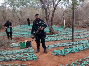 20 mil mudas da droga foram destruídas pela polícia (Foto: Divulgação / Polícia Federal)
