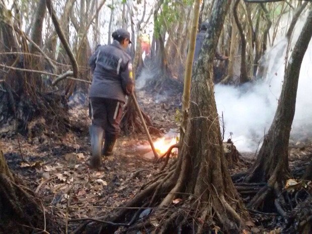 Bombeiros trabalham no fogo que atinge vegetação rasteira (Foto: Divulgação/ Corpo de Bombeiros)
