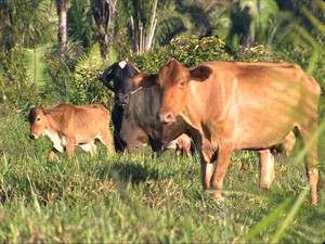 Raiva bovina é detectada em propriedade rural de Porto Velho (Foto: Reprodução/TV RO)