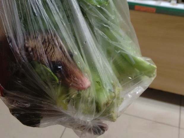 Jovem encontrou gambá entre verduras de mercado (Foto: Gabriela Marins / Arquivo Pessoal)