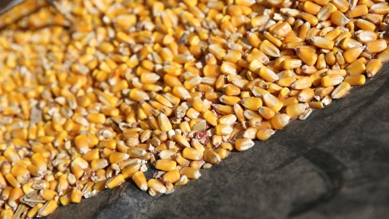 Grãos de milho em fazenda de Illinois, EUA  (Foto: REUTERS/Daniel Acker)