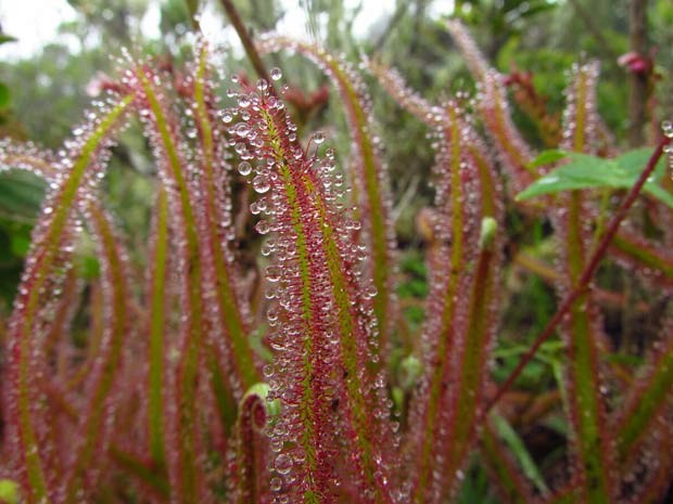 Glndulas da planta soltam substncia grudenta que aprisiona pequenos insetos, que morrem sufocados e so digeridos por enzimas (Foto: Paulo Gonella)