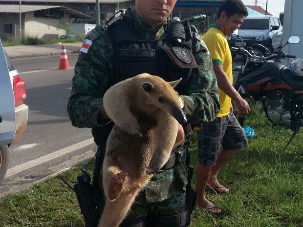 Tamanduá foi resgatado na manhã desta segunda (30) (Foto: Divulgação/Batalhão Ambiental)