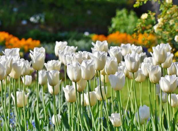 Campo de tulipas brancas  (Foto: Pixabay/Capri23auto/CreativeCommons)