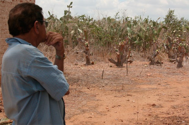 Agricultor Manoel Pedro Silva olha desolado para a plantação perdida (Foto: Rafael Barbosa/G1)