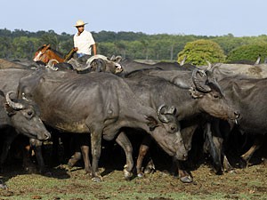 Búfalos foram uma atração à parte no Pará (Foto: Amor Eterno Amor/TV Globo)