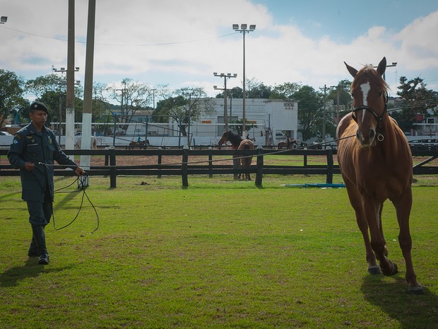 Cinco cavalos apreendidos de traficante sero usados pela PM em Mato Grosso. (Foto: Maria Anffe/GcomMT)