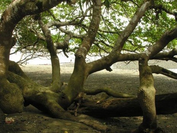 Sombra da árvore pode te convidar para um descanso, mas ficar embaixo dela é perigoso (Foto: Reinaldo Aguilar/Flicker via freeforcommercialuse)