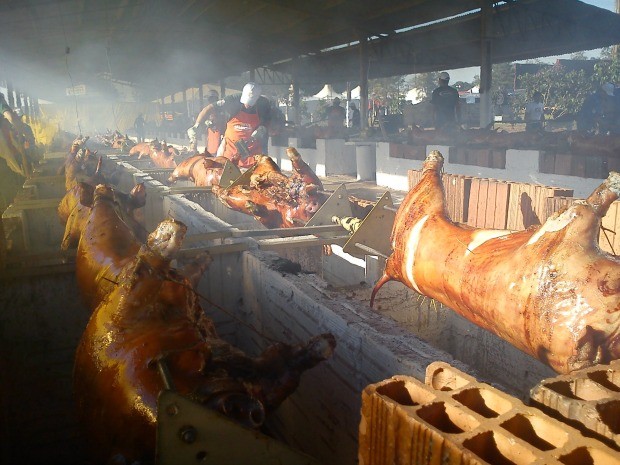 Porco no rolete de São Gabriel do Oeste (Foto: G1 MS)