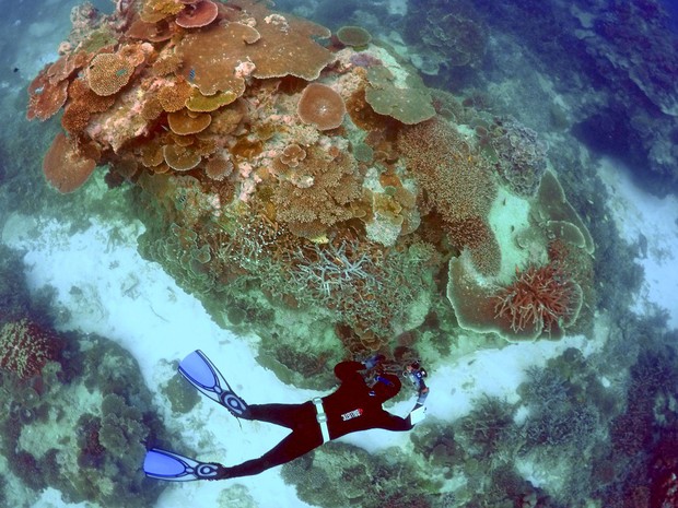 Mergulhador tira fotos durante inspeção de corais na área conhecida como ‘Coral Gardens’, na ilha Lady Elliot, a 80 quilômetros de Queensland, na Austrália, em foto de 11 de junho de 2015 (Foto: Reuters/David Gray/Files)