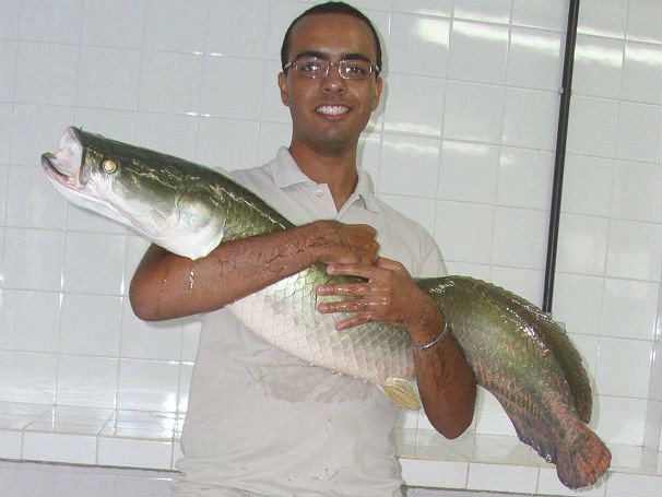 Engenharia de Pesca - Pesquisa de Campo - Pirarucu (Foto: Divulgação)