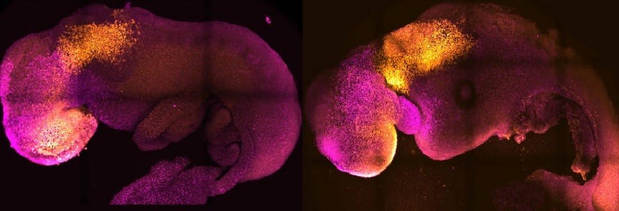 Embriões naturais (esq,) e sintéticos (dir.) lado a lado para mostrar a formação comparável do cérebro e do coração (Foto: Amadei and Handford/ Universidade de Cambridge)