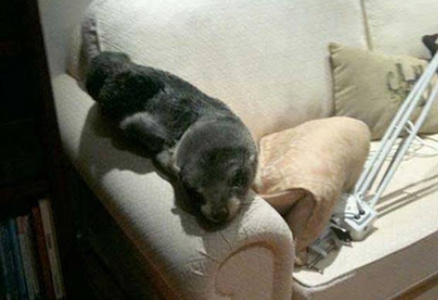 bebê foca entrou em casa na Baía de Plenty. (Foto: Reprodução)