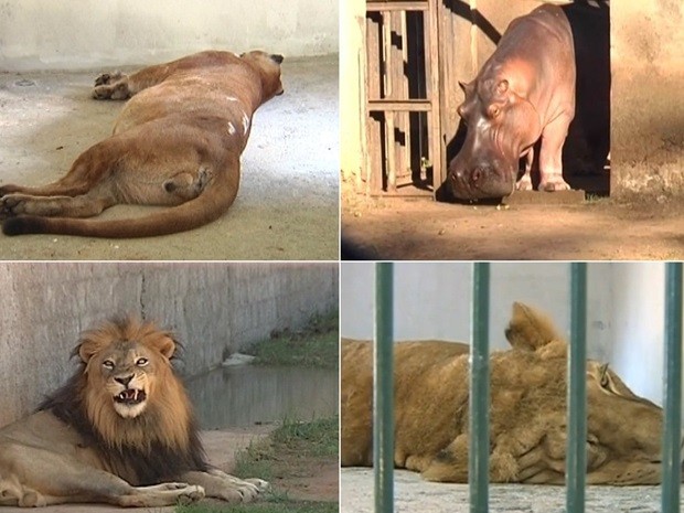 Leoa, onça parda, leão e hipopótamo são alguns dos animais que morreram (Foto: Reprodução / TV TEM)