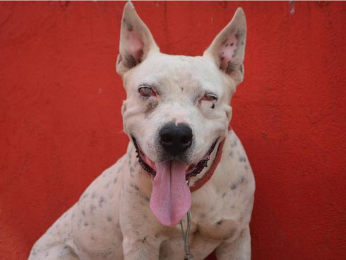 Pit bull encontra-se abrigado temporariamente no quartel do Corpo de Bombeiros (Foto: MT Notícias)