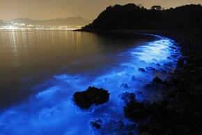 Misteriosas Manchas Fluorescentes Iluminam O Mar De Hong Kong
