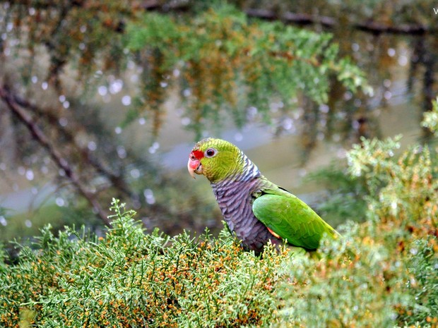 Papagaio-de-peito-roxo é preservado em Parque no Oeste (Foto: Vanessa Kanaan/Espaço Silvestre)