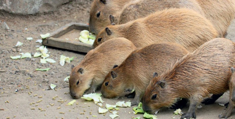 Criação de Capivara