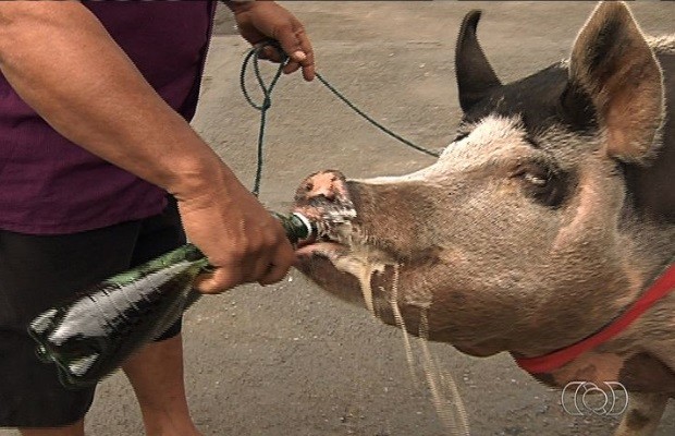 Porca passeia de coleira e toma refrigerante em Goiânia, Goiás (Foto: Reprodução / TV Anhanguera)