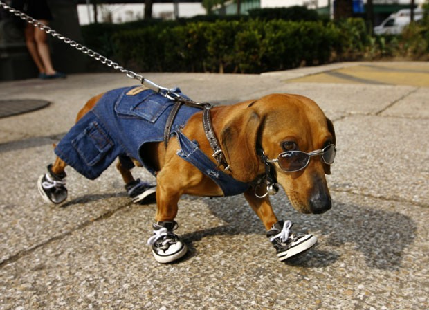 Cão chamado 'Café' foi fotografado no México usando óculos de sol, tênis nas quatro patas e uma roupinha jeans. (Foto: Marco Ugarte/AP)