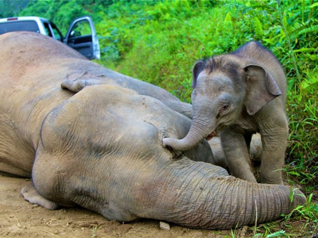 Filhote de elefante-pigmeu-de-Bornéu fica perto do corpo de sua mãe, encontrada morta por agentes ambientais da Malásia na última semana (Foto: Divulgação/Sabah Wildlife Department/Reuters)