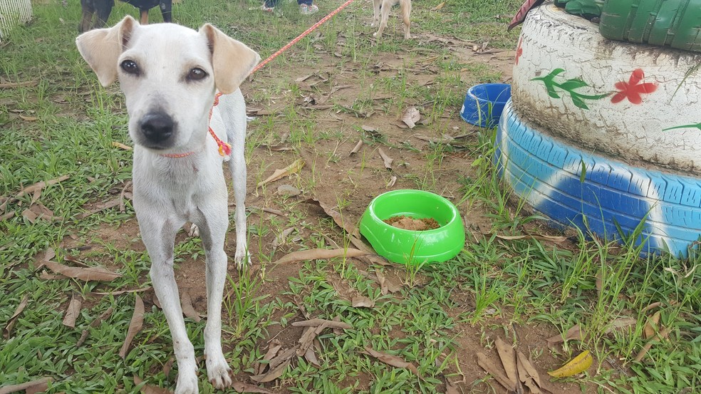 ONG distribuiu vale-castrações para quem adotasse animais adultos e não castrados (Foto: Marco Bernardi/G1)