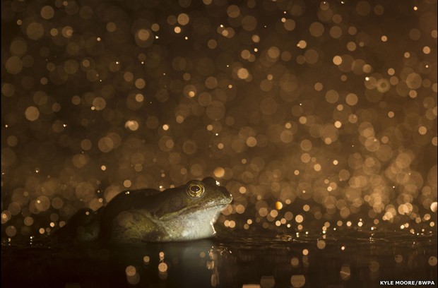 Imagem de sapo, de  Kyle Moore, também foi premiada (Foto: Kyle Moore/ BWPA)