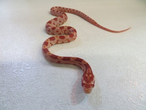 Morador levou susto ao achar uma cobra extica no banheiro (Foto: Divulgao/Scottish SPCA)