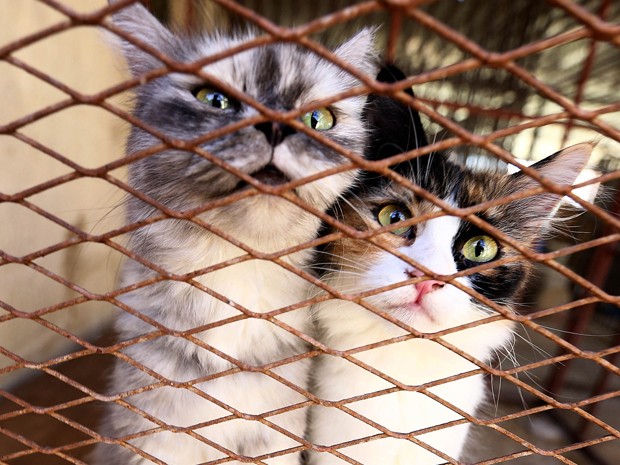 Gatos resgatados pelo veterinário líbio Khalal Kaal em sua clínica em Tripoli (Foto: AFP Photo/Mahmud Turkia) Gatos resgatados pelo veterinário líbio Khalal Kaal em sua clínica em Tripoli (Foto: AFP Photo/Mahmud Turkia)