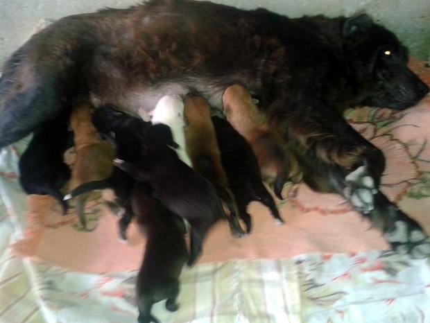 Cadelas amamentado os filhotes em casa em Limeira (Foto: Verônica Cristina de Souza/acervo pessoal) Cadelas amamentado os filhotes em casa em Limeira (Foto: Verônica Cristina de Souza/acervo pessoal)