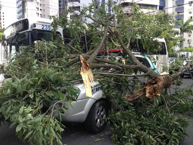 Pedaço de árvore cai em cima de carro da polícia, no Recife. (Foto: Marjones Pinheiro / TV Globo) Pedaço de árvore cai em cima de carro da polícia, no Recife. (Foto: Marjones Pinheiro / TV Globo)