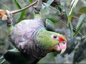 Papagaios são monitorados mensalmente no parque (Foto: Divulgação/Espaço Silvestre)