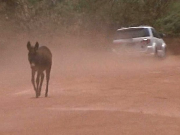 Na BR -226, motoristas enfrentam 50 km de poeira e o risco de atropelar algum animal na pista (Foto: Reprodução/TV Mirante) Na BR -226, motoristas enfrentam 50 km de poeira e o risco de atropelar algum animal na pista (Foto: Reprodução/TV Mirante)