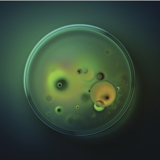 Placa com o fungo que dá origem a penicilina (Foto: Thinkstock)
