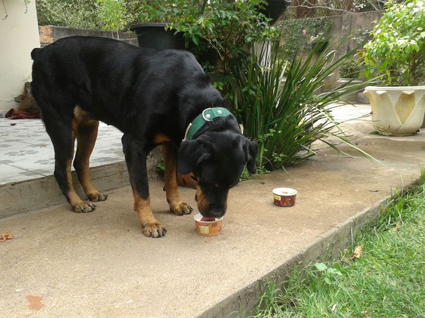 Cachorros ganham sorvete ao menos uma vez por semana (Foto: Divulgação/Celso Perini)