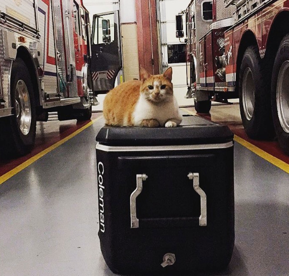 O gatinho Flame (Foto: @flamethearsoncat/Instagram)