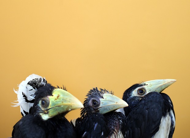 Pássaros nascidos após incubação artificial, em Cingapura (Foto: Wong Maye-E/AP)