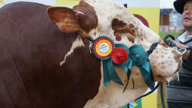 Trevo tem 3 anos e pesa 1.265 kg (Foto: Divulgação)