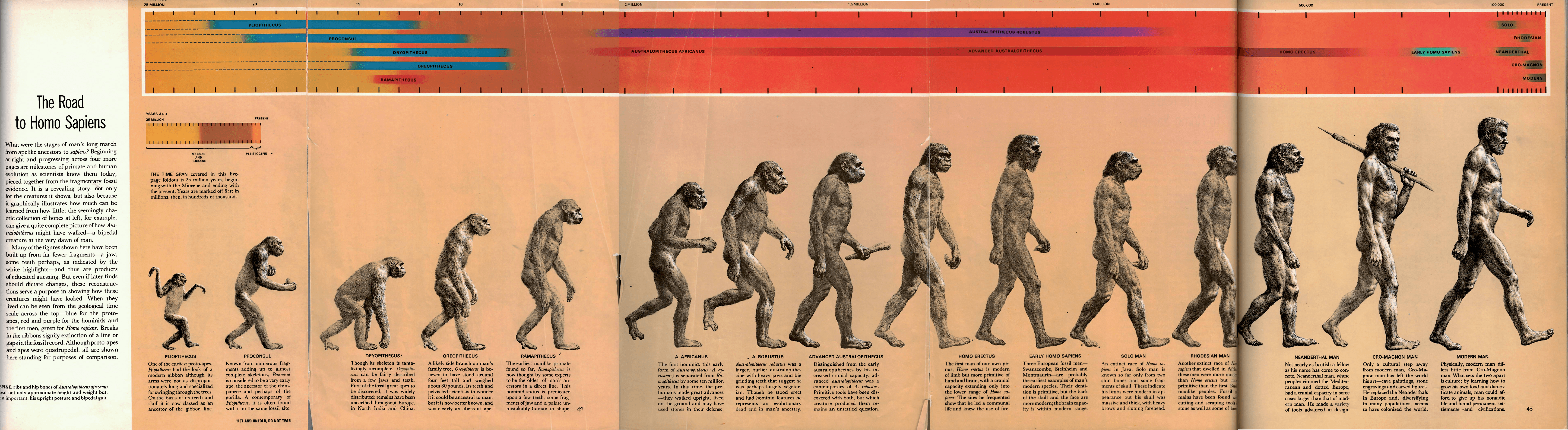 Versão original da imagem, publicada em 1965, ilustra 15 espécies diferentes (Foto: Wikimedia Commons/Rudolph Zallinger)