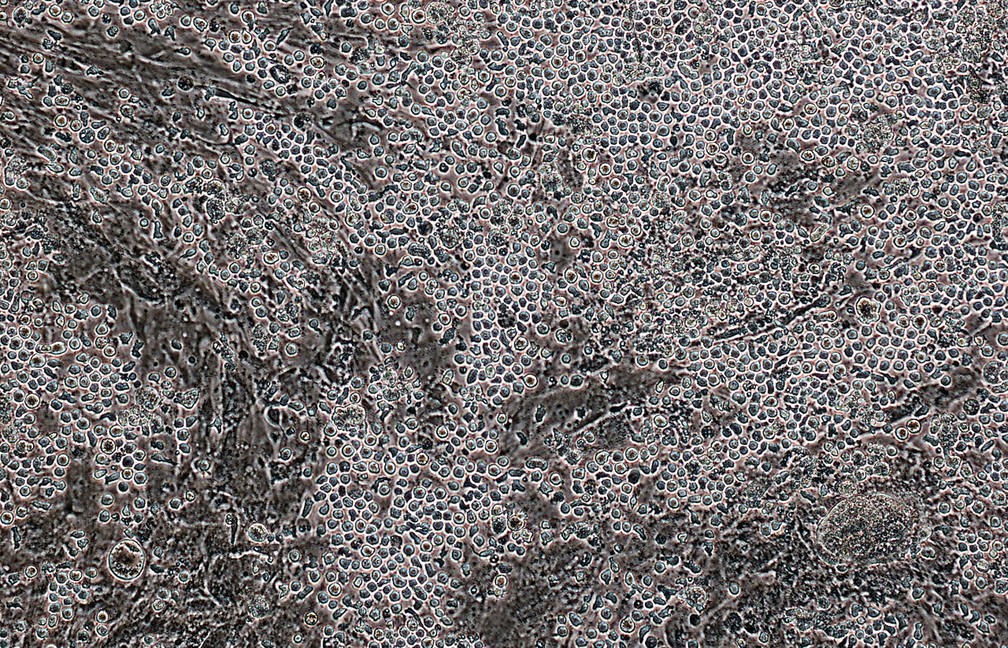  Células-tronco hematopoiéticas, em estudo de George Daley e  e Ryohichi Sugimura (Foto: Rio Sugimura)