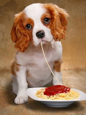 Cães podem comer alimentos normais (Foto: Divulgação)