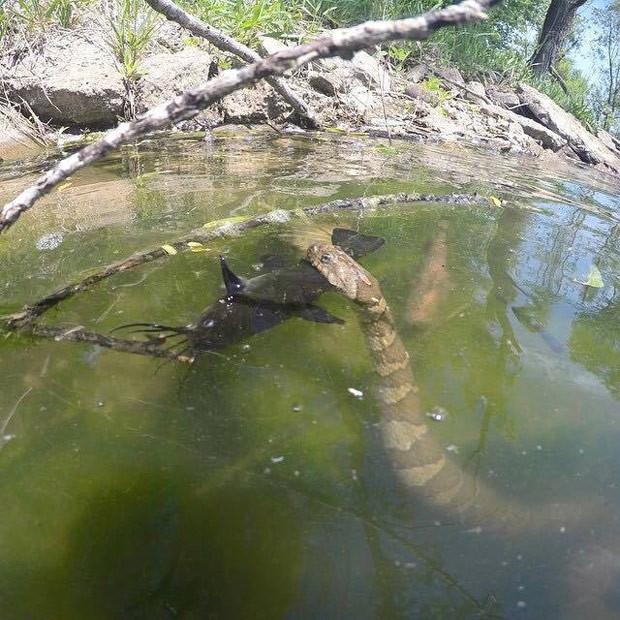 Colin Wehrle flagrou cobra enorme atacando bagre em lagoa no estado de Iowa (Foto: Reprodução/Facebook/Colin Wehrle)