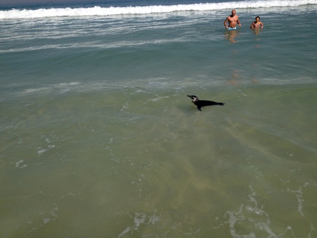 Pinguim na praia da Barra (Foto: Gustavo Poli/Globoesporte.com)