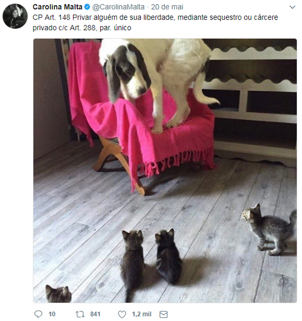 Cachorros e gatos são os animais principais entre os tweets da juíza da 36ª Vara Federal de Pernambuco  (Foto: Reprodução/Twitter)